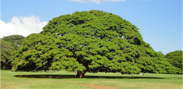 この木なんの木